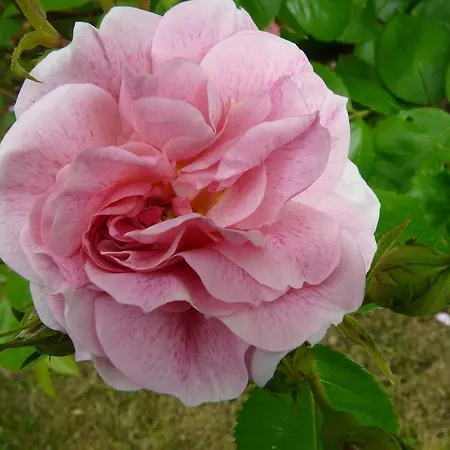 בית נופש Chateau De La Comtesse Saint-Martin-Petit