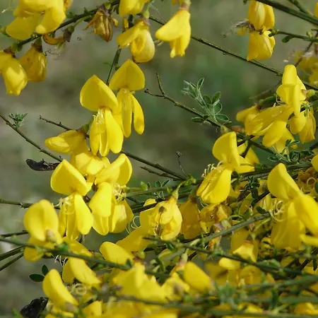 בית נופש Chateau De La Comtesse Saint-Martin-Petit