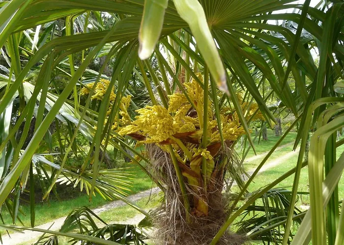 Chateau De La Comtesse * Saint-Martin-Petit